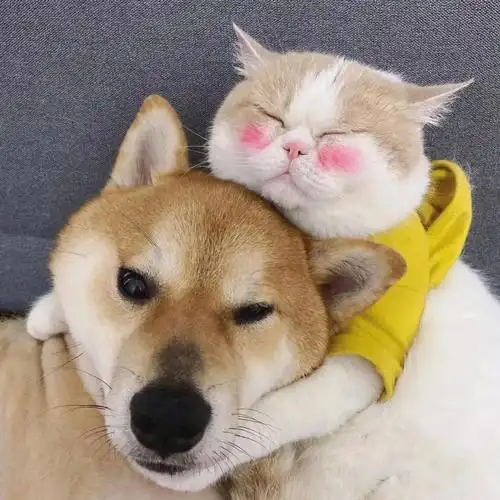 一猫一狗,可可爱爱的~家里不能养宠物,只能换个头像开心一下~#情侣