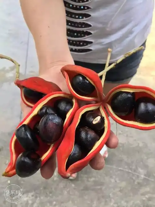 六旺树,六旺子:原名是凤眼果(成熟果开口像凤眼),广西这边