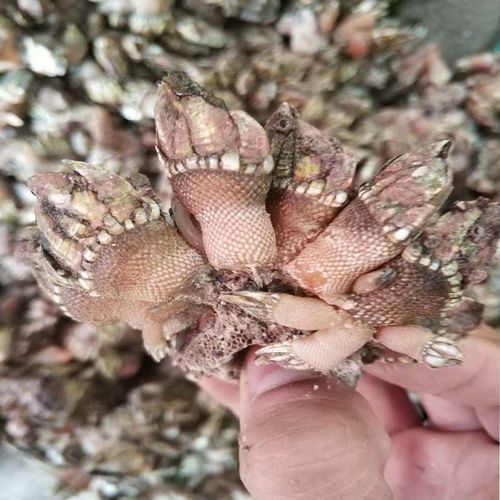 霞浦鲜活佛手贝观音手鹅颈藤壶狗爪螺佛手螺500g 3斤【图片 价格 品牌