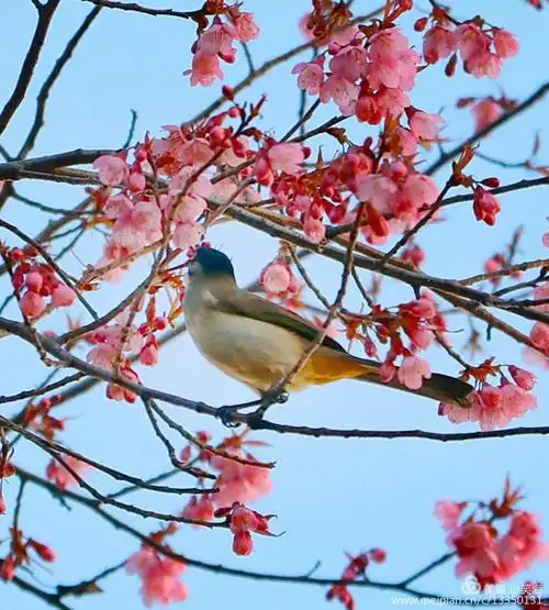 花枝傲寒展蓝天,鹎鸟食花闹春早.打鸟难遇鸟食花,捕着神态入美篇!