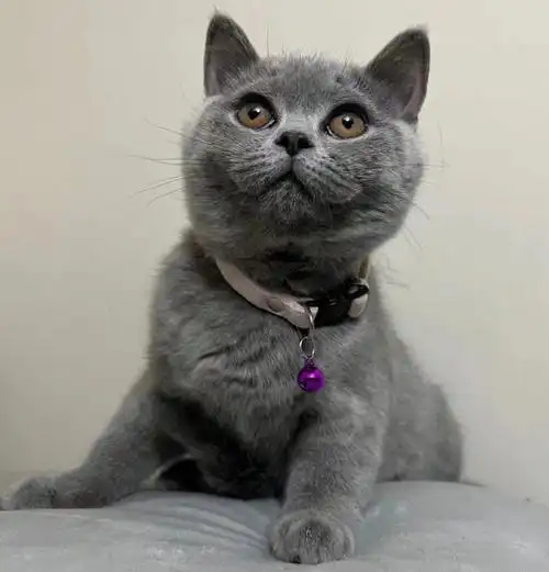 93:纯种英短蓝猫 妹妹· 98:2022/04/15 价格1xxx·99:会