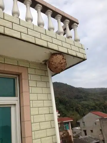 我家有个马蜂窝那里能收抅