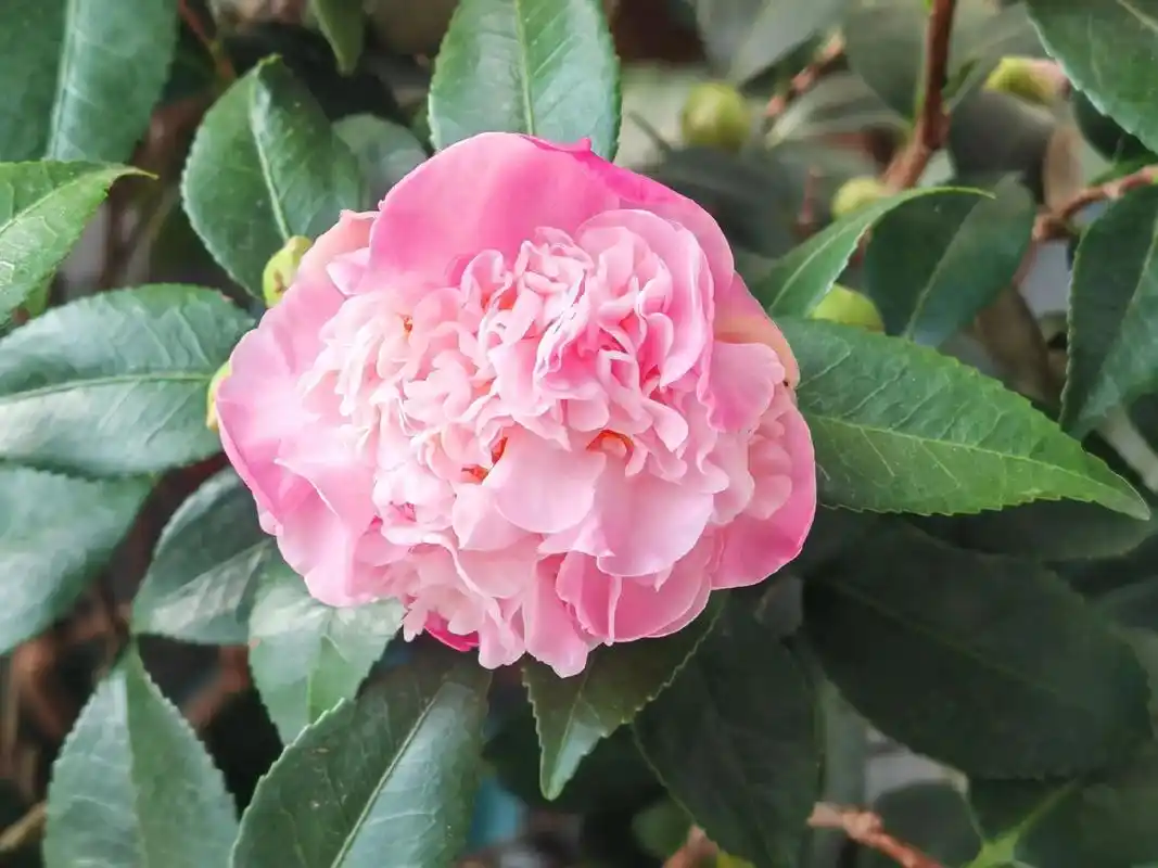 香妃茶花开花了.两个月,终于开花了,山茶花不懂白玫瑰#茶花  - 抖音