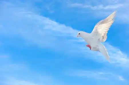 白色的鸽子在蓝蓝的天空下自由飞行照片