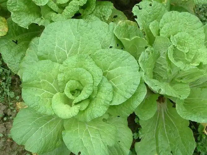 绿叶,叶柄和嫩茎为产品的 a target="_blank" href="/item/速生蔬菜