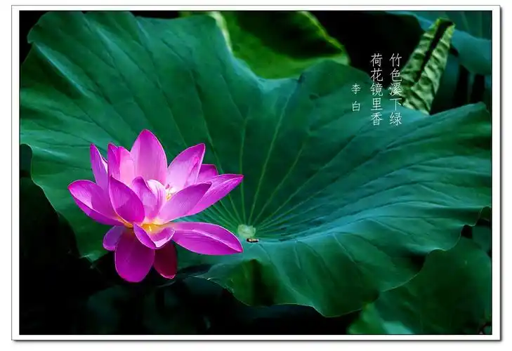 修身静心,不慕浮华