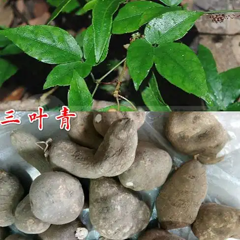 三叶青图片三叶青的功效与作用