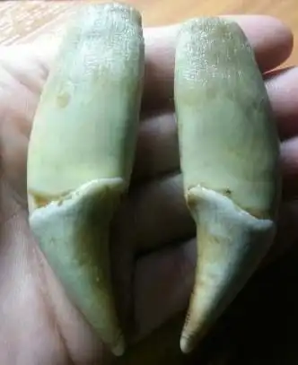 请问现在一对这样的熊牙要卖多少钱 他是不是真的啊