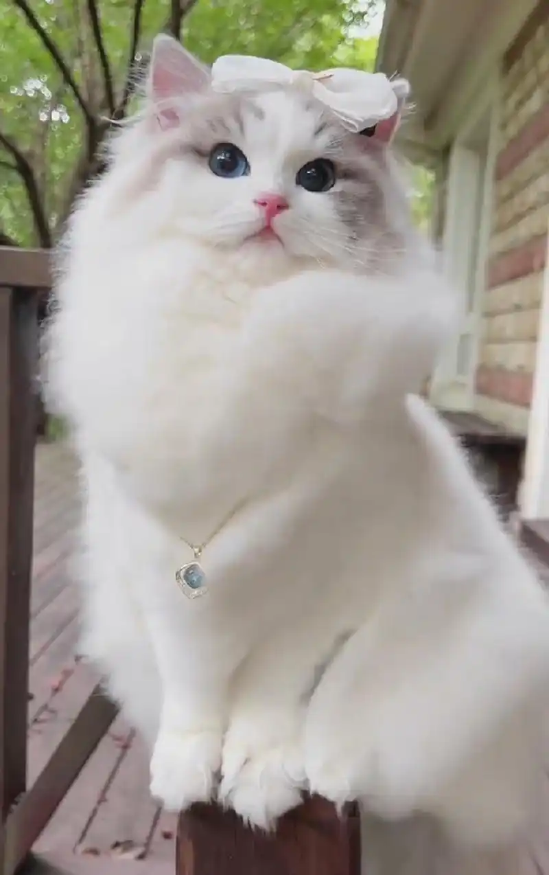 怎么会有这么漂亮的猫咪