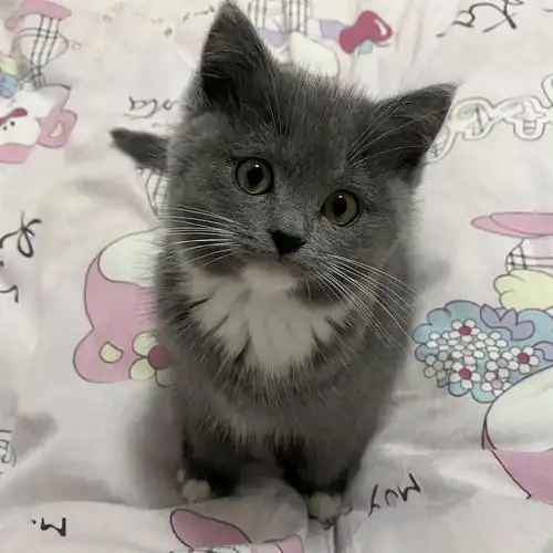 布偶和蓝猫生的崽会不会发腮啊