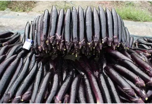 【大龙长茄种子】高产长茄种子日本进口萼茄子早熟 黑皮光泽 抗病