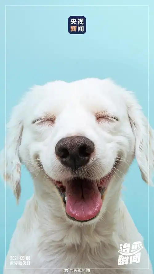 动物的超治愈瞬间#】笑,是最美的表情,是能击退阴霾的能量,是最温暖