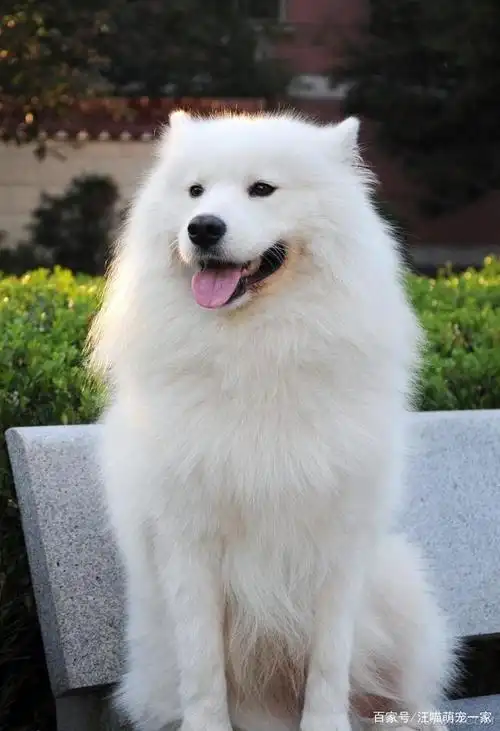 宠物指南:十二星座的人都养什么宠物比较好之白羊篇