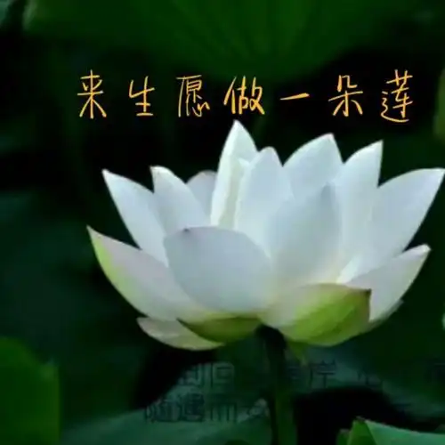 来生愿做一朵莲 - 愿做菩萨那朵莲jie 唱吧,玩音乐,就上唱吧!