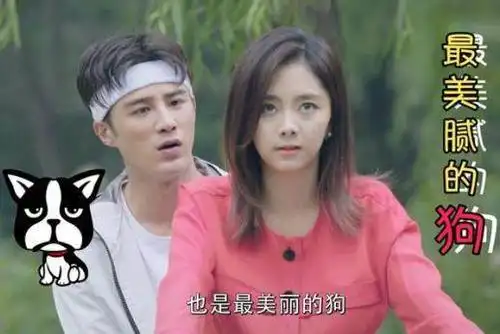 《狐狸的夏天2》姜潮奇葩套路萌撩谭松韵 :你是最美丽的狗