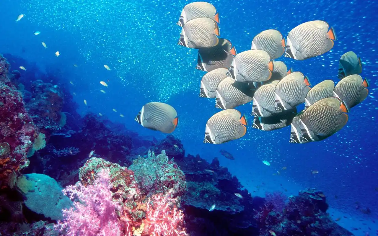 电脑壁纸 动物 动物合集 精美海底世界美图