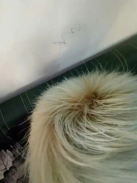 请回这是头发的发根吗?