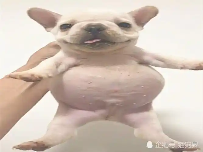 再吃我就被你吃穷了!法斗犬:没呢,我还能吃下一头牛!铲屎官:还没吃饱?