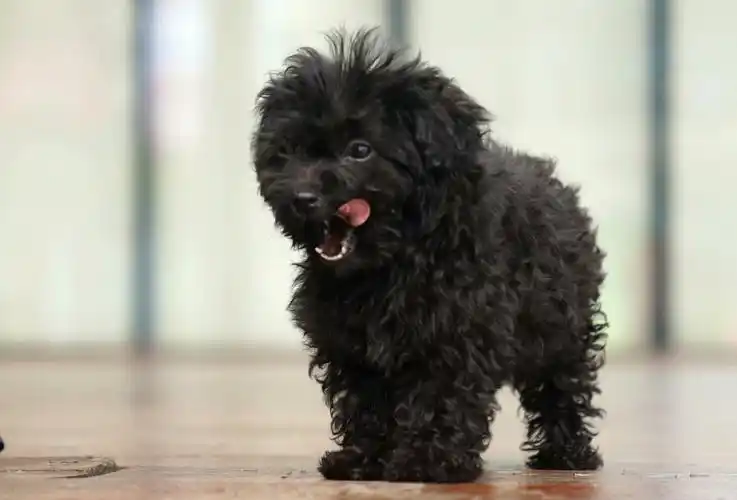 家养黑色泰迪出售坐标杨家坪