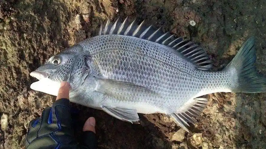 黑鲷(鲷科黑鲷属动物)_搜狗百科