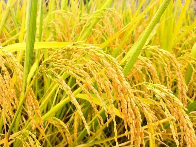 太美了临安这些金色稻田奏响丰收曲