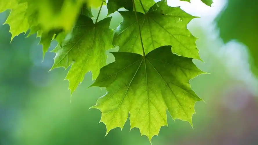 夏天绿色叶子护眼电脑桌面壁纸