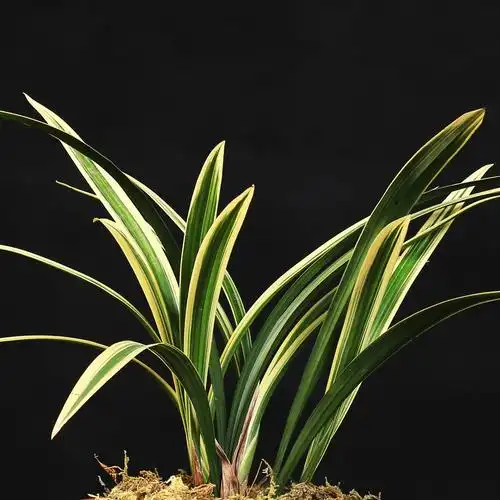 兰花苗 金边墨兰 日向 名贵兰花 黄金叶艺年宵花卉送礼盆栽