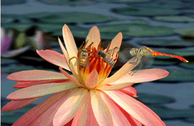 『动感动态』奇美的动态图片_喜欢924的收藏_我喜欢