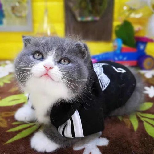 纯种英短蓝白 折耳蓝白 矮脚蓝白幼猫短猫毛可爱活体宠物猫咪
