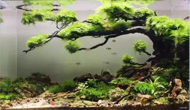 本色水景 | 体现沉木价值的莫丝树水草造景缸,水族箱造景培训学习加盟