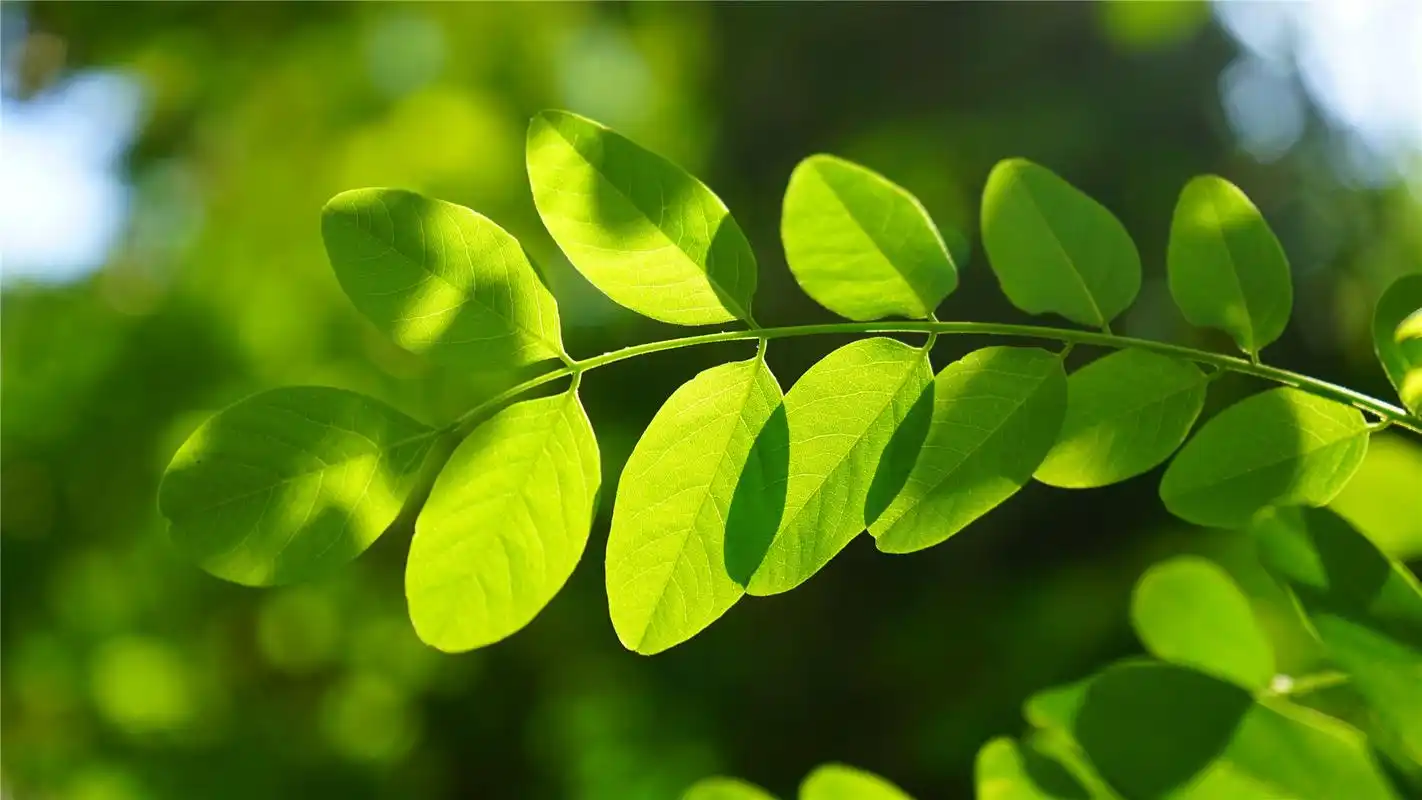 绿色护眼槐树叶高清桌面壁纸