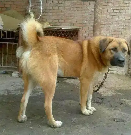 家养了好几年土狗,却没有想到被婆婆卖给狗贩子,令我心疼!