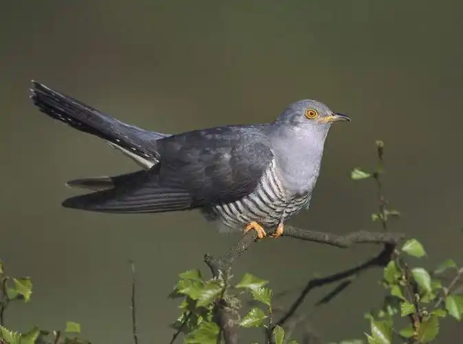 为什么说杜鹃鸟是杀人犯