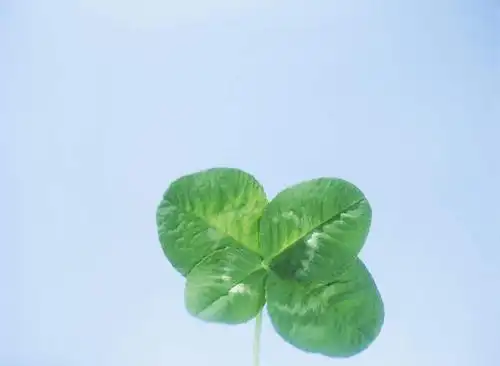 阴影,光线,影子,景观,绿叶,四叶草,幸运草,蓝色,蓝天,天空,阳光,自然
