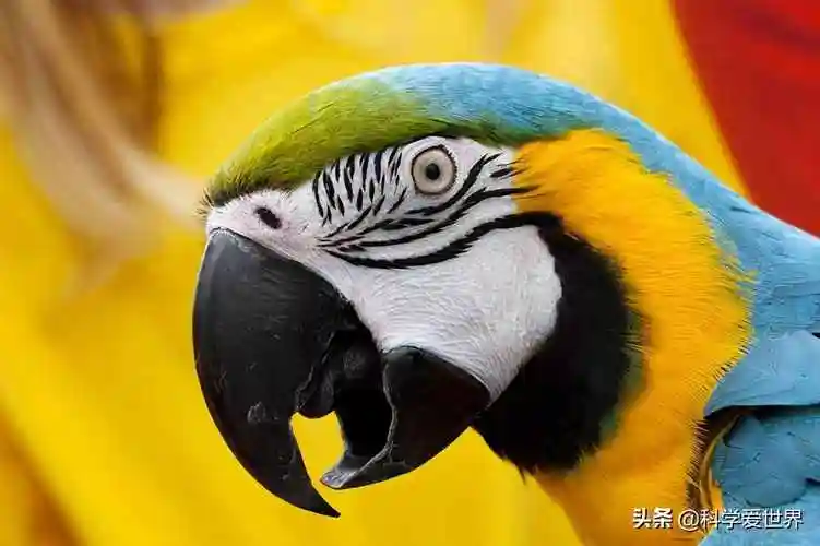 鹦鹉为什么会学人说话鹦鹉和狗的智商哪个高
