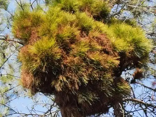 大家看看这松树怎么了