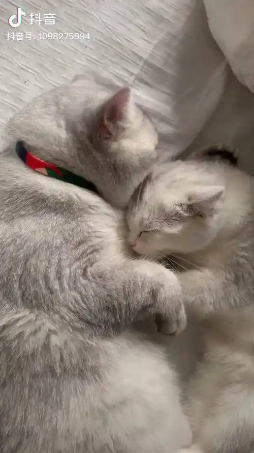 行了别在我床上腻腻歪歪的秀恩爱萌宠情侣猫