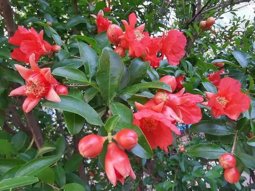 火红耀眼的石榴花,好好漂亮.