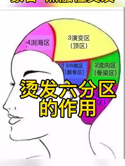 烫发六分区的作用