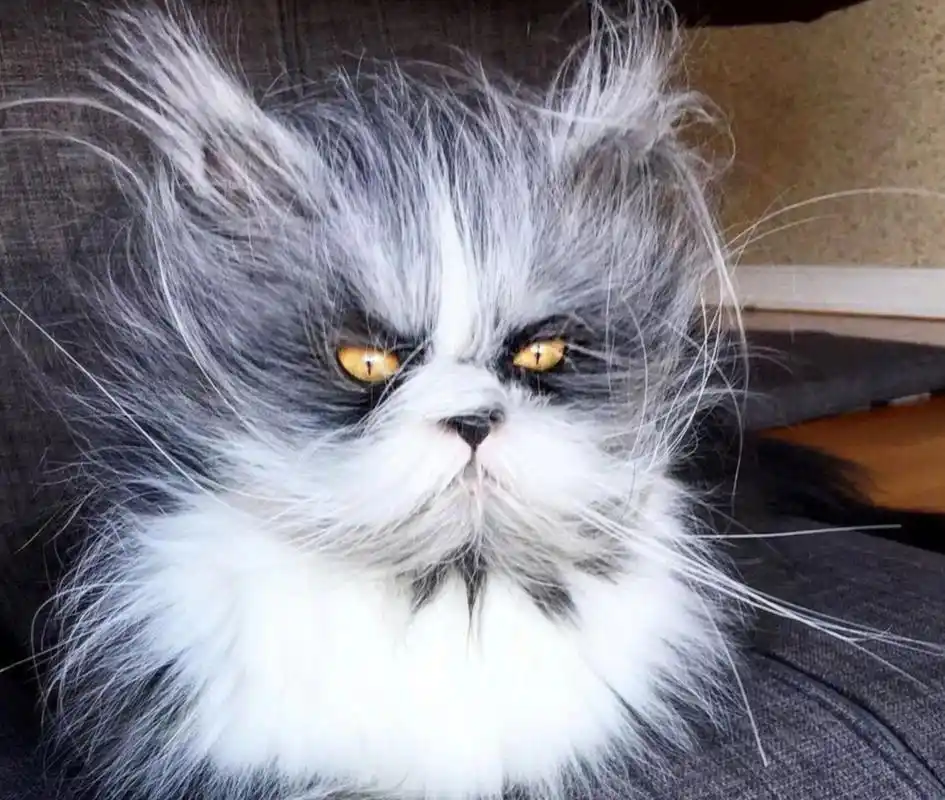 这个表情真的是吓到我了,凶神恶煞.