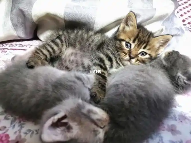 英短串串找新家啦有缘人哪里找