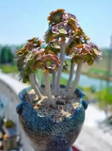 惊艳绝伦的多肉法师,如玫瑰般一朵朵含苞待放