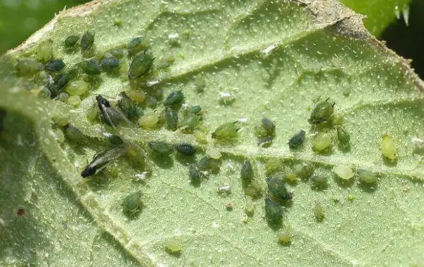 氯氰毒死蜱作用于害虫的神经系统,对裸露的害虫,咀嚼式害虫和较隐蔽的