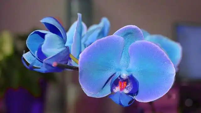 蓝色艳丽蝴蝶兰