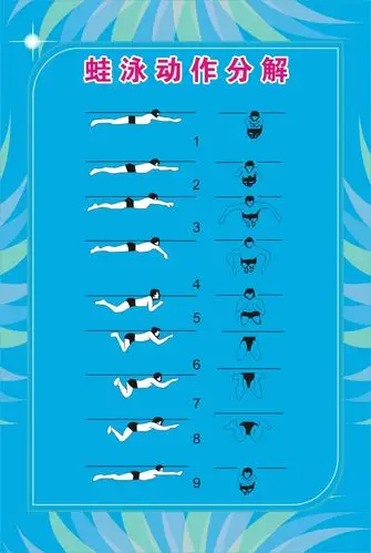 蛙泳动作分解游泳馆制度文化写真海报满百包覆膜防水写真