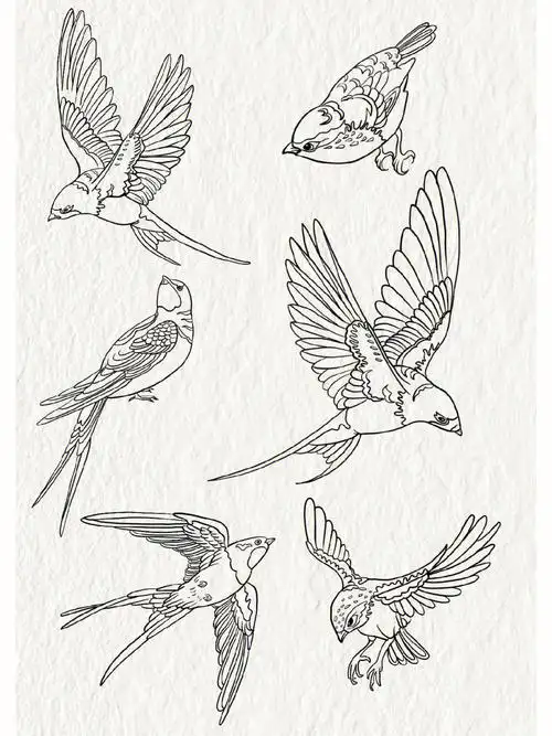 新手初学手绘插画线稿练习鸟