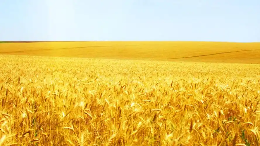 金色的唯美麦田图片桌面壁纸高清