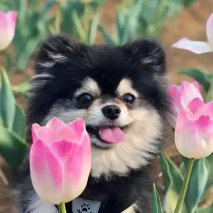 可爱的狗头像高清呆萌图片