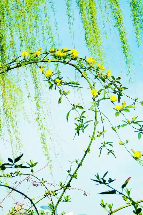 美丽春景 景色宜人 掠影黄兴湖畔~惠南镇金钟园 20180401