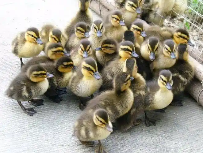 鸭苗 大种麻鸭 金定鸭 番鸭 母鸭苗 优质鸭苗